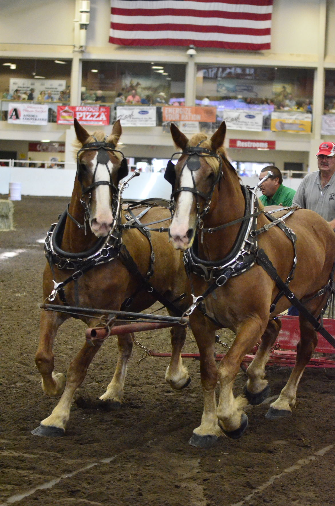 8-25-19 Draft Horse Hitch Final (12).JPG